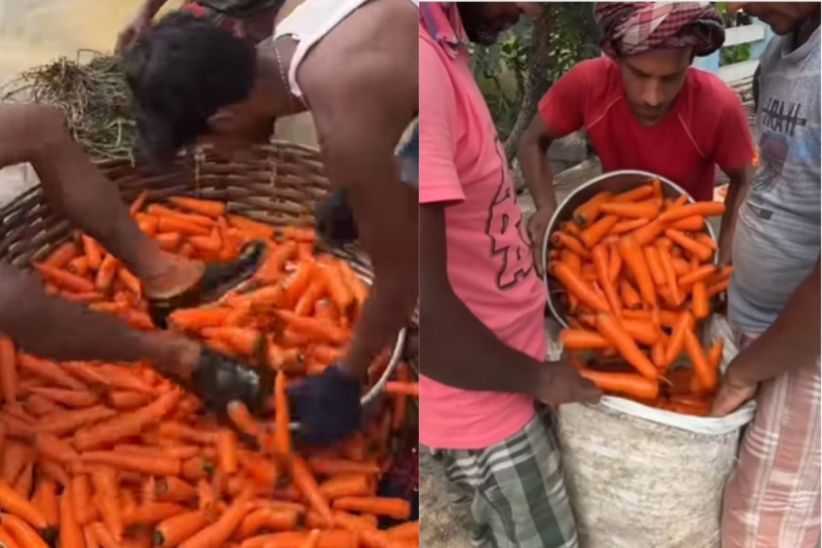 गाजर देख खाने लगते हैं गटागट तो न करें ऐसा वीडियो में देखें यूं होती है सफाई