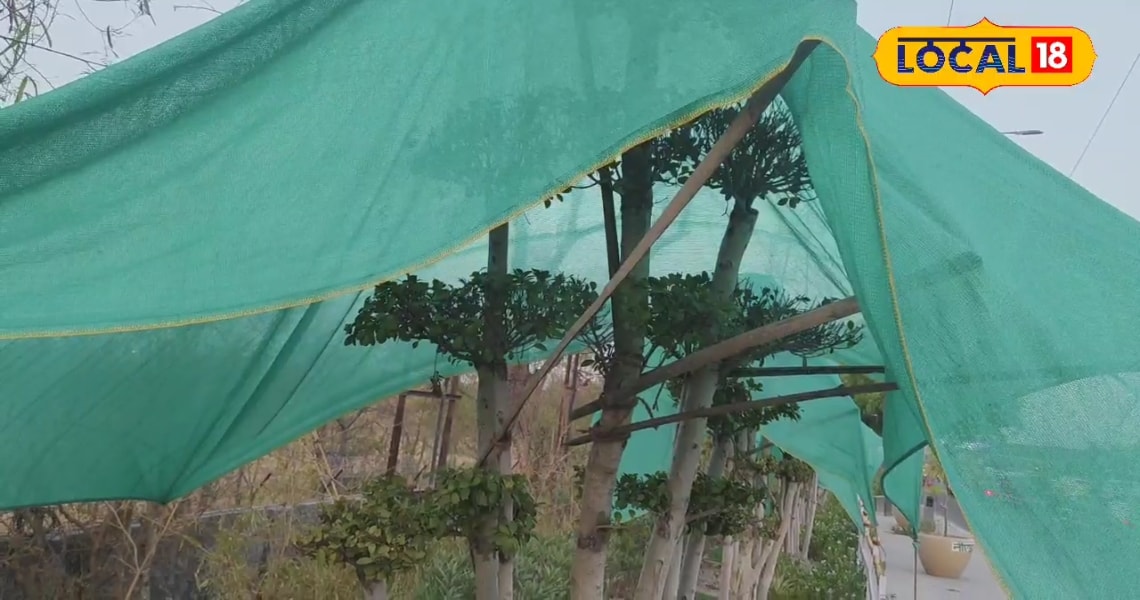 नोएडा प्राधिकरण बचाएगा शहर की हरियाली ग्रीन नेट से पेड़ों को ढका गया