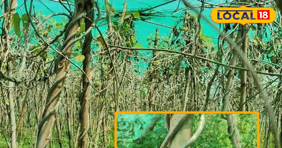 रातभर भिगो दें ये डंठल, सुबह करें रस का सेवन, शरीर को मिलेगी ताकत, कई बीमारियां रहेंगी दूर