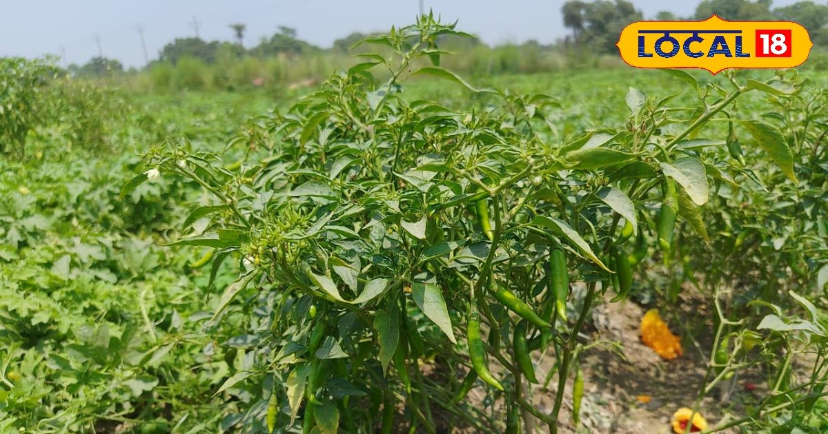 यूपी का किसान इंटरक्रॉपिंग तकनीक से खेती कर बन गया मालामाल, कम लागत में कमा रहा लाखों