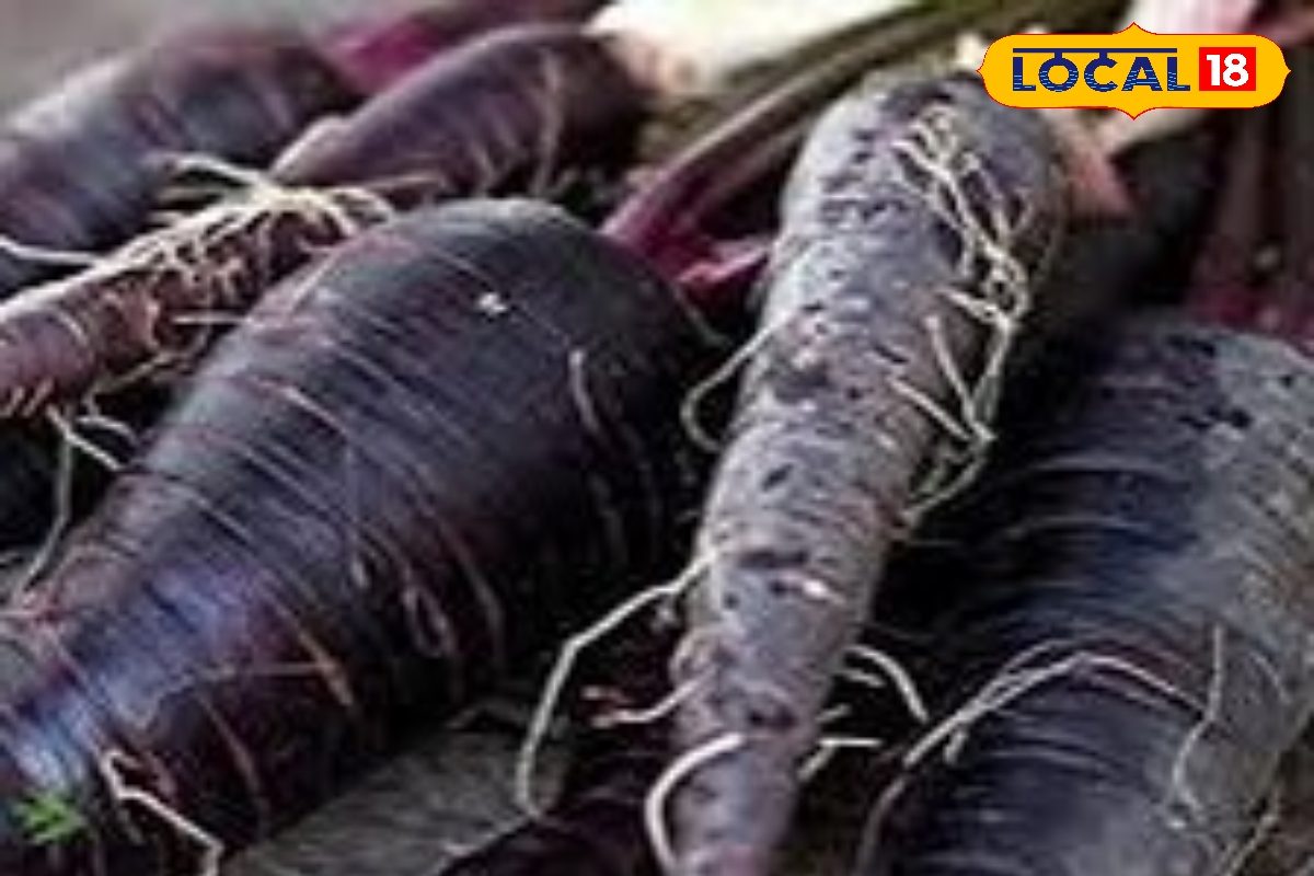 इस जंगली गाजर के आगे फेल है काजू-किशमिश कीमत 2000 रुपए किलो ऐसे करें खेती