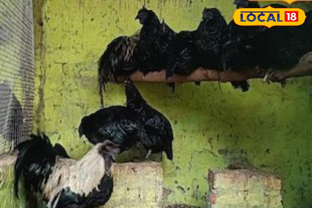 भारतीय वैज्ञानिकों द्वारा तैयार ये 4 मुर्गियां1 साल में देती है 200 अंडे