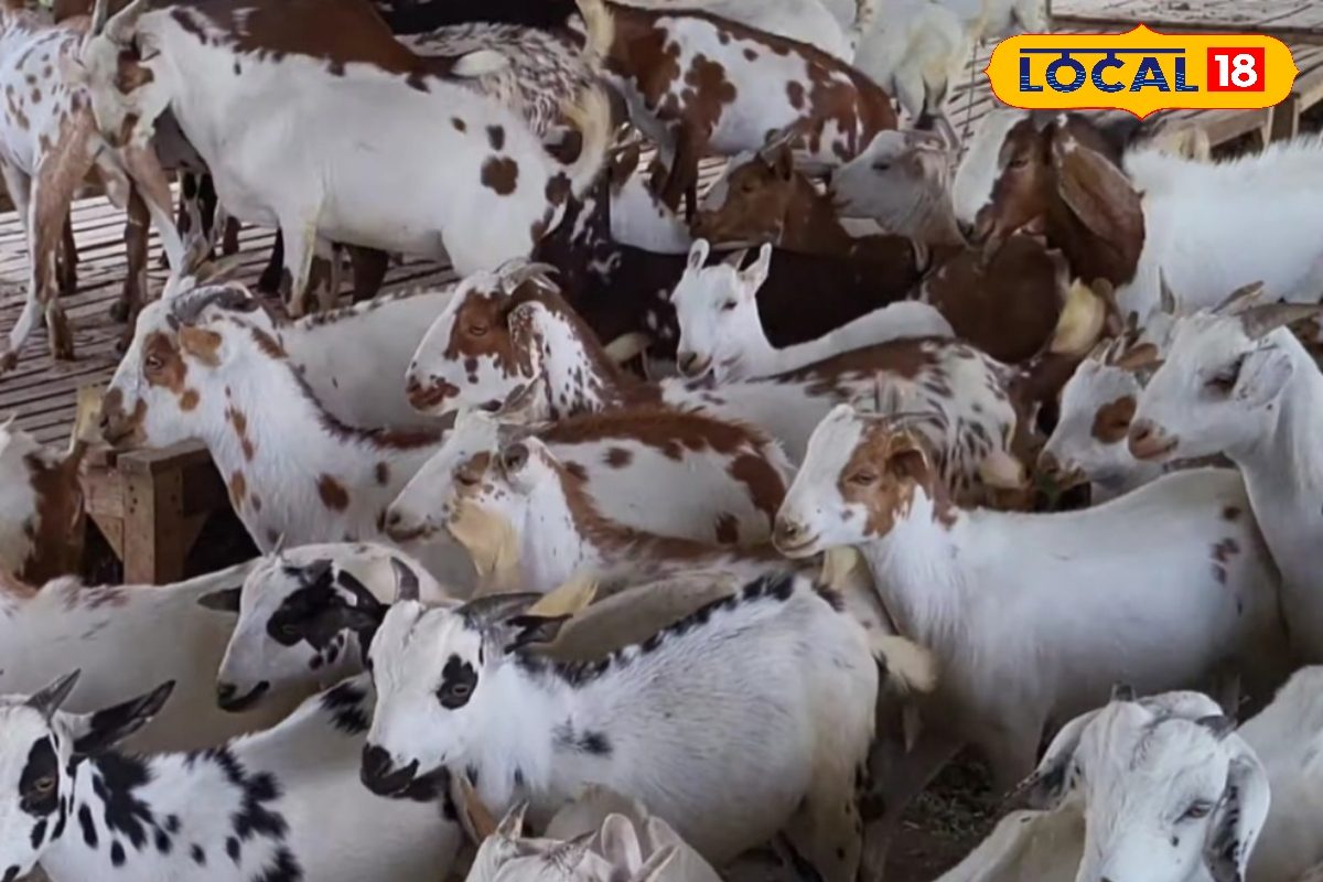यूपी में बकरी पालन मिल रही 50 लाख तक की सब्सिडीइन शर्तों का करना होगा पालन