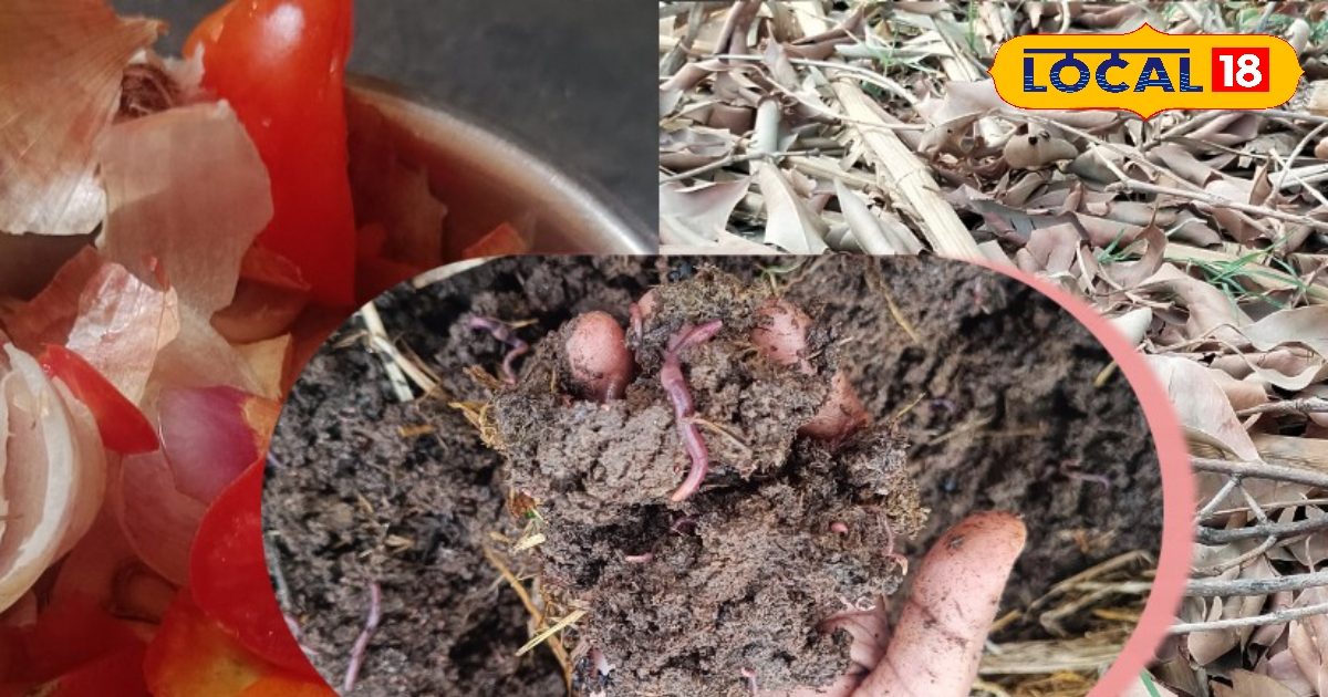 Gardening Tips सब्जियों और सूखे पत्तों से बनाएं घर पर ये खाद मुरझाए पौधों में आ जाएगी जान 9557