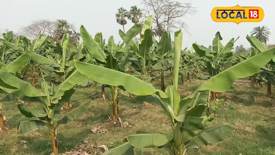 करना हो केले की खेती या बागवानी तो यह सीजन हैं बेस्ट बस अपनायें ये