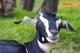 गजब है ब्लैक बंगाल बकरी, रोजाना देती 1.5 किलो दूध, पशुपालकों की फेवरेट,सरकार भी करती इसकी तारीफ
