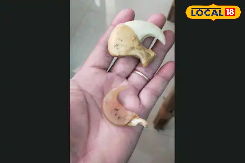 पानी में अच्छे तैराक होते हैं बाघ पानी में अच्छे तैराक होते हैं बाघ