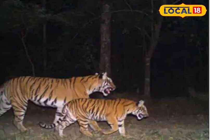 वाइल्ड लाइफ एक्सपर्ट ने दी वास्तविक जानकारी वाइल्ड लाइफ एक्सपर्ट ने दी वास्तविक जानकारी