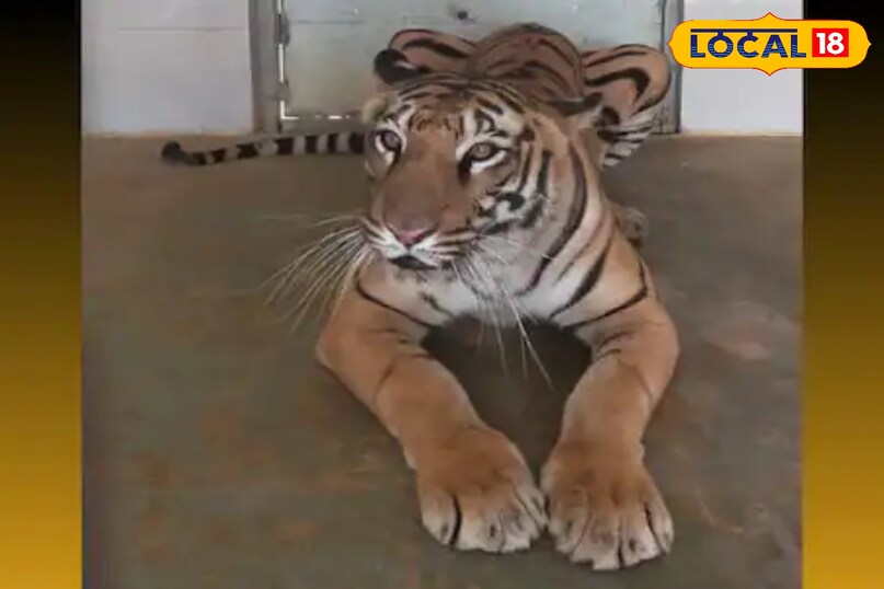 शेर की तुलना में ज्यादा मस्कुलर होते हैं बाघ शेर की तुलना में ज्यादा मस्कुलर होते हैं बाघ