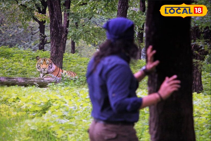 शेर की तुलना में बाघ होते हैं अधिक बलशाली शेर की तुलना में बाघ होते हैं अधिक बलशाली