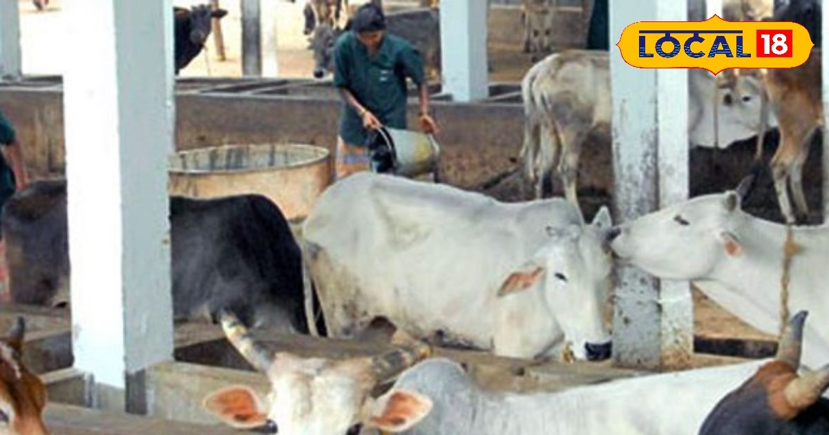 फिरोजाबाद नगर निगम में बनेगा पशुपालन विभाग, आवारा जानवरों के पुनर्वास और संरक्षण को तैयार होगी नीति