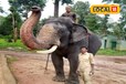 38 साल के 'अश्वत्थामा' हाथी की मौत, कभी अपने खूंखार तेवर के लिए मशहूर था