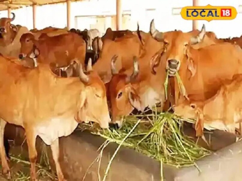पशुपालन