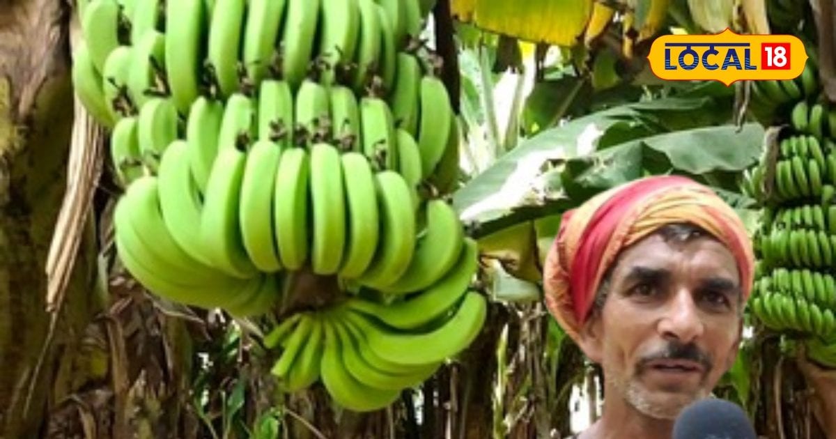 How-to-cultivate-banana-farming-without-subsidy-in-bihar-agriculture ...