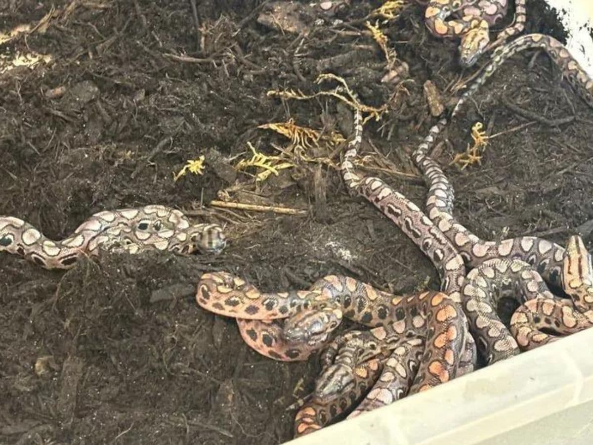 male snake give birth to 14 babies