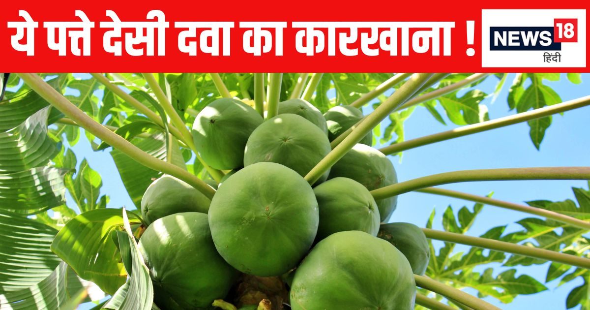 जहर की तरह कड़वे, लेकिन सेहत के लिए 'अमृत' हैं ये पत्ते, 1 चम्मच जूस पी लिया तो होगा चमत्कार !