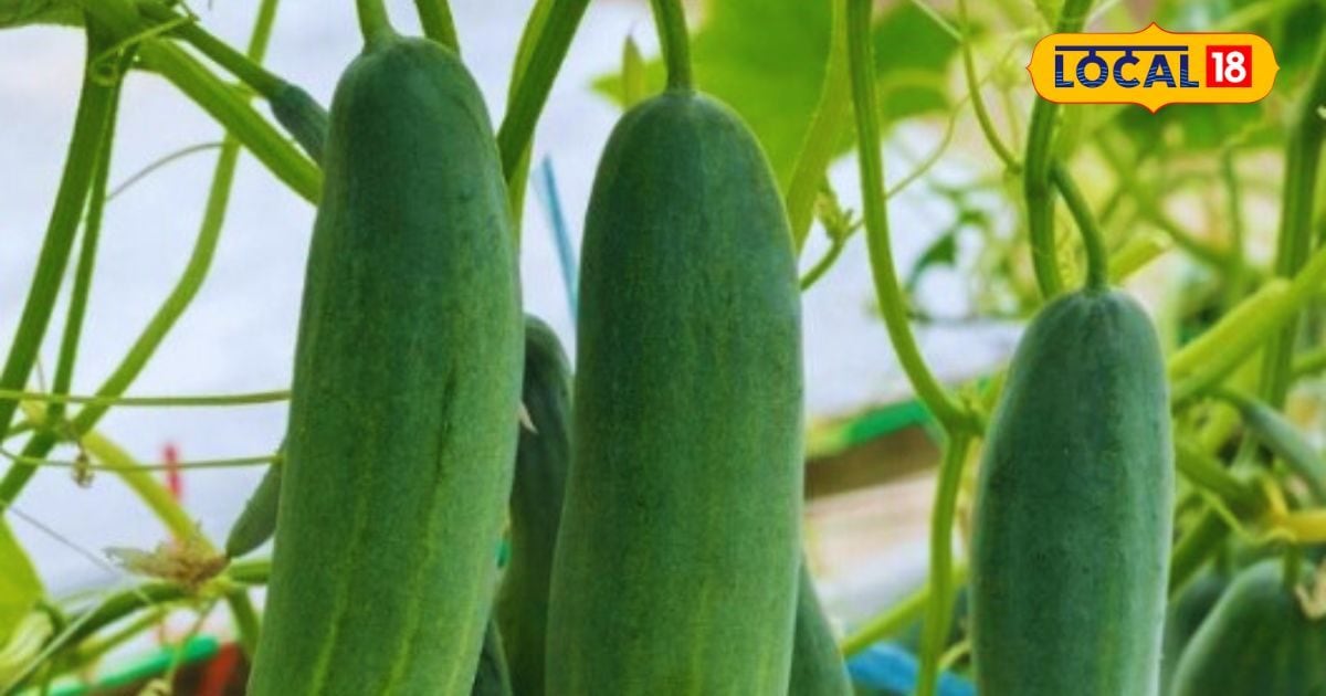 इस खास तकनीक से करें खीरे की खेती, एक सीजन में होगा 2.50 लाख तक मुनाफा इस खास तकनीक से करें खीरे की खेती, एक सीजन में होगा 2.50 लाख तक मुनाफा