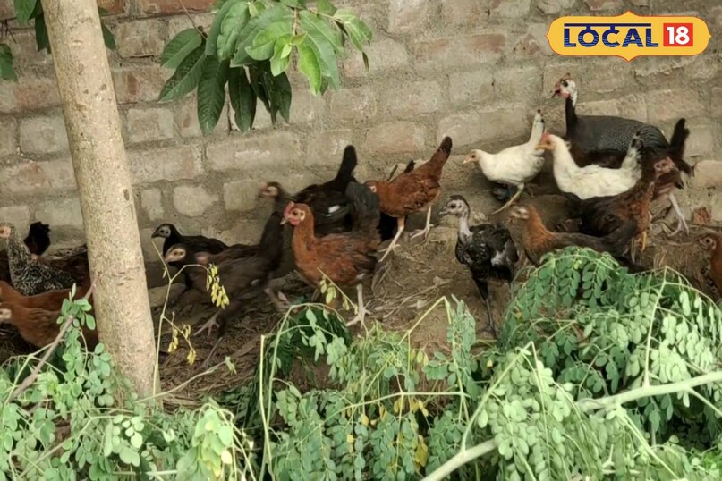 कड़कनाथ