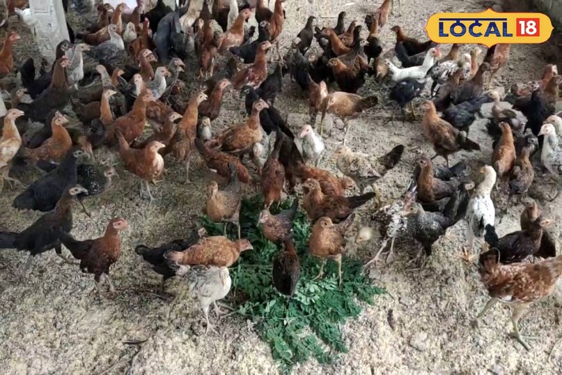 कड़कनाथ