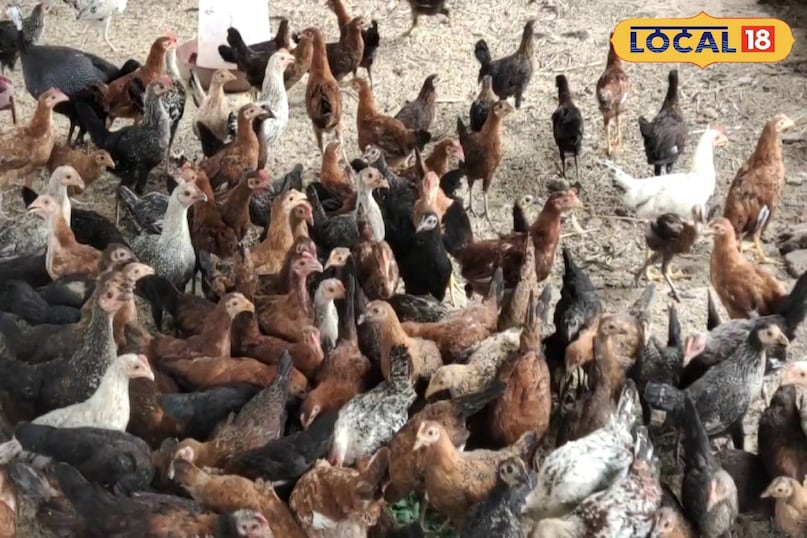 कड़कनाथ