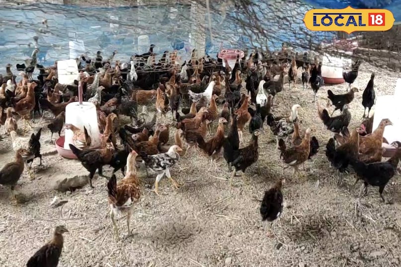 कड़कनाथ