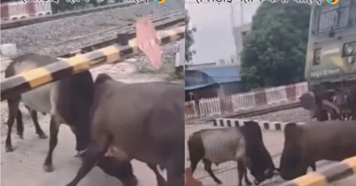Video: रेलवे क्रॉसिंग पर भिड़ गए दो सांड, सींग में फंसाई सींग, ट्रेन को ...