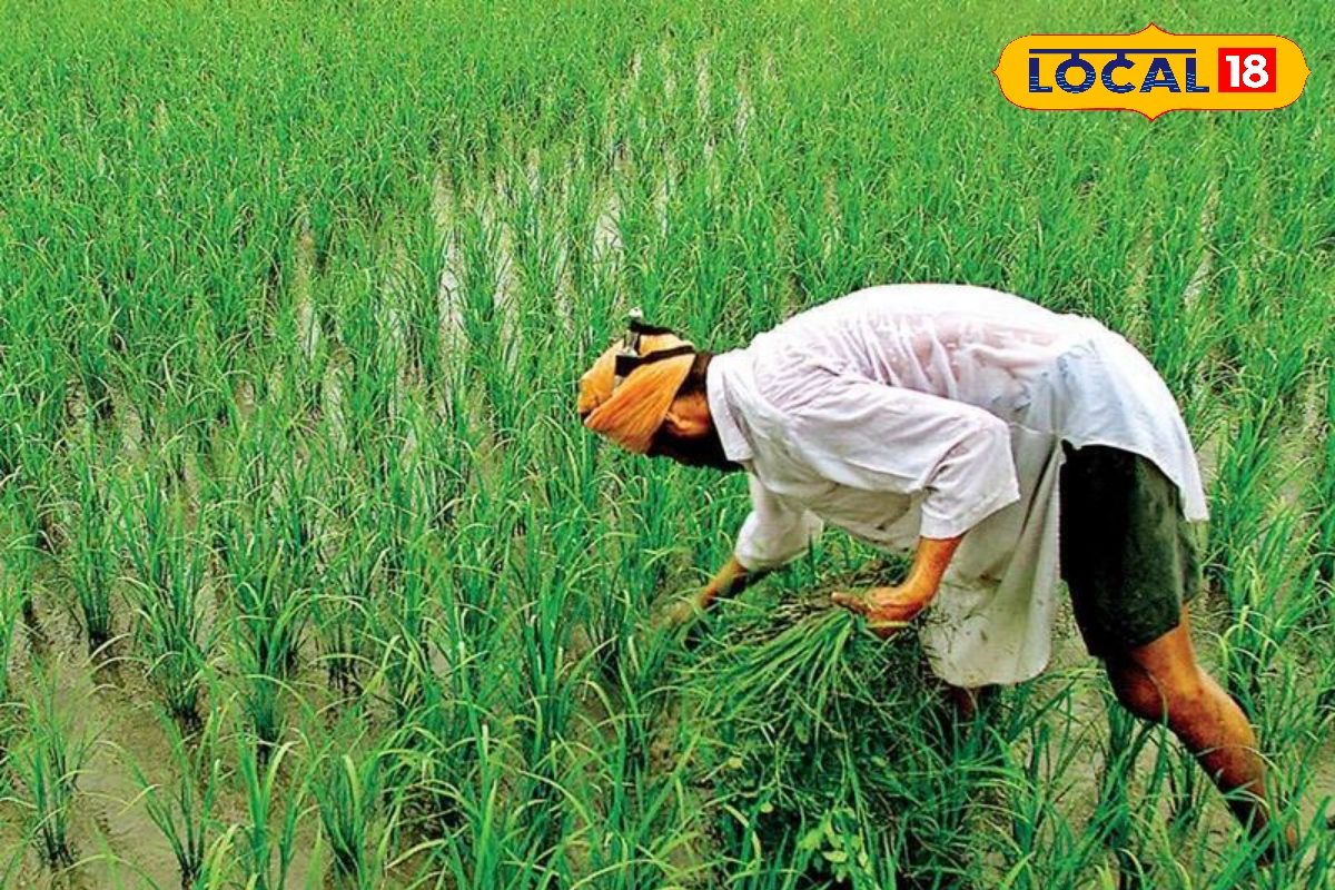 अब किसानों के लिए यह कार्ड हुआ अनिवार्य बिना इसके नहीं मिलेगा कोई लाभ