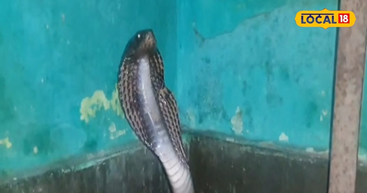 Baca Creature This dangerous creature suddenly came out from between the legs of a ...