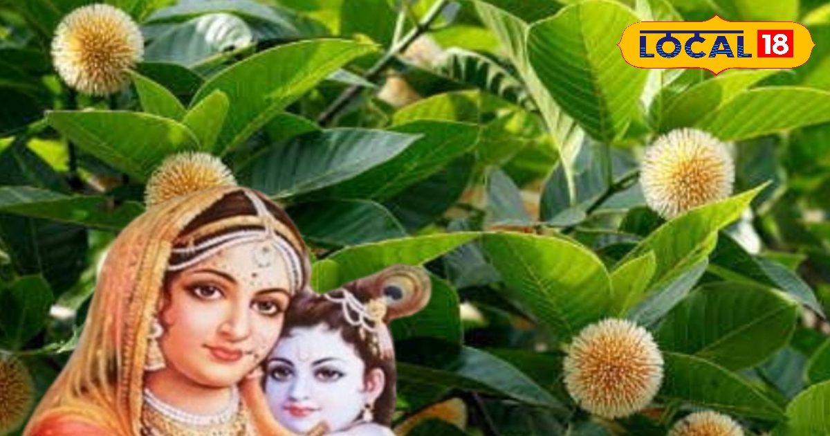 कुदरत का खजाना है श्रीकृष्ण का ये पसंदीदा पेड़, कई बीमारियों के लिए कारगर