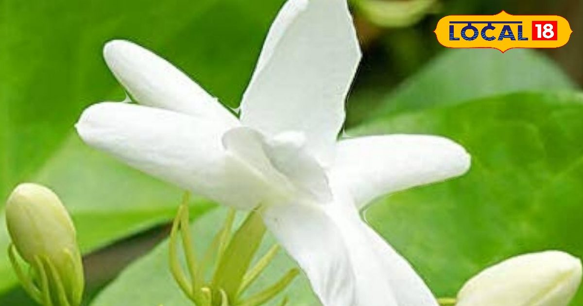 केवल रात में खिलता है महादेव का ये पसंदीदा फूल, महक ऐसी कि दिमाग को कर दे शांत केवल रात में खिलता है महादेव का ये पसंदीदा फूल, महक ऐसी कि दिमाग को कर दे शांत