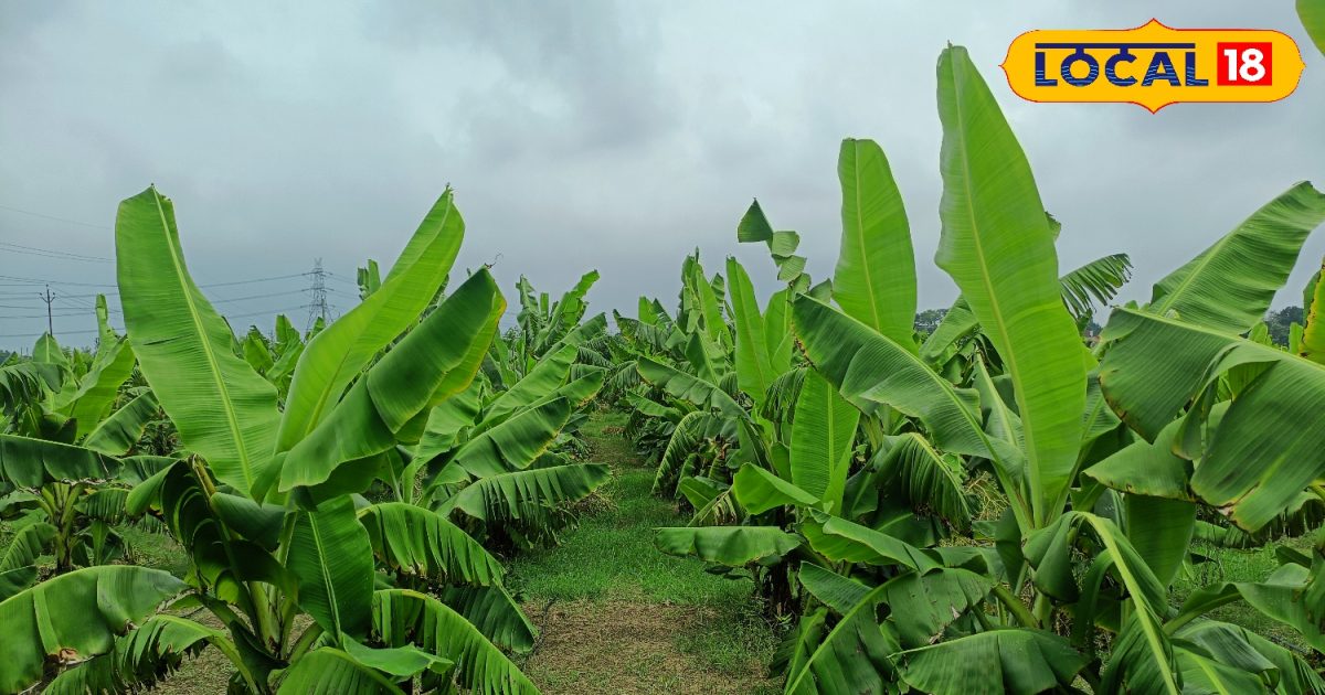 Banana Farming केले की खेती किसानों को बना रही अमीर कम लगात में