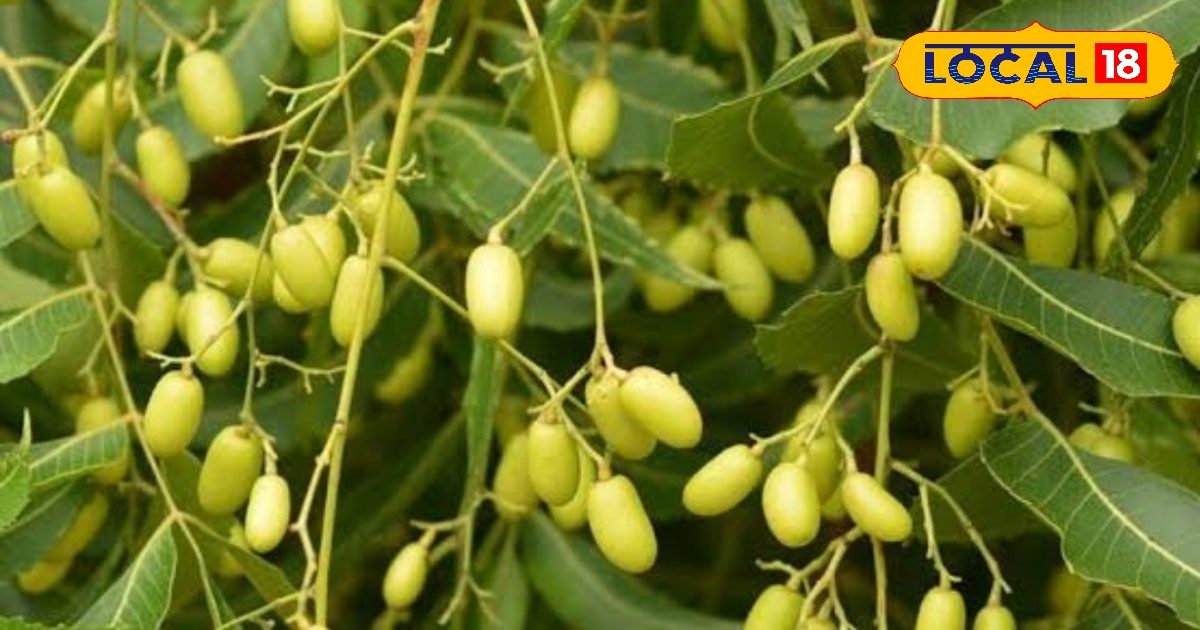 इस पेड़ को लगाने से दूर हो जाता है राहू-केतु और शनि का प्रकोप, पत्तियों ...