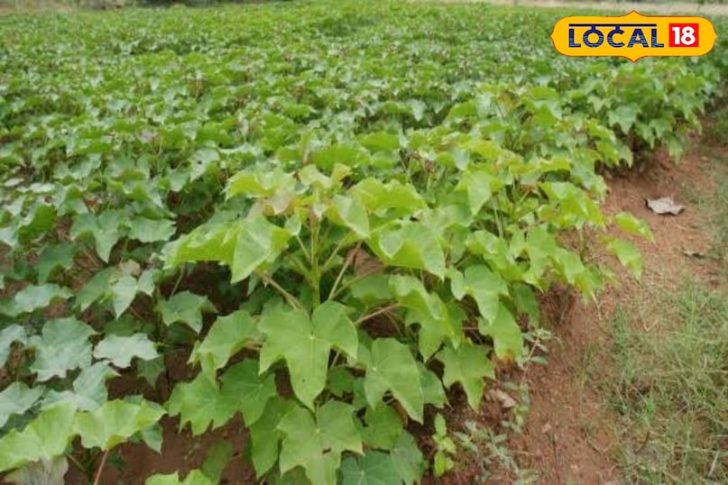 Local 18, khargone letest news, Madhya Pradesh Hindi news, Local 18, khargone letest news, Madhya Pradesh Hindi news,