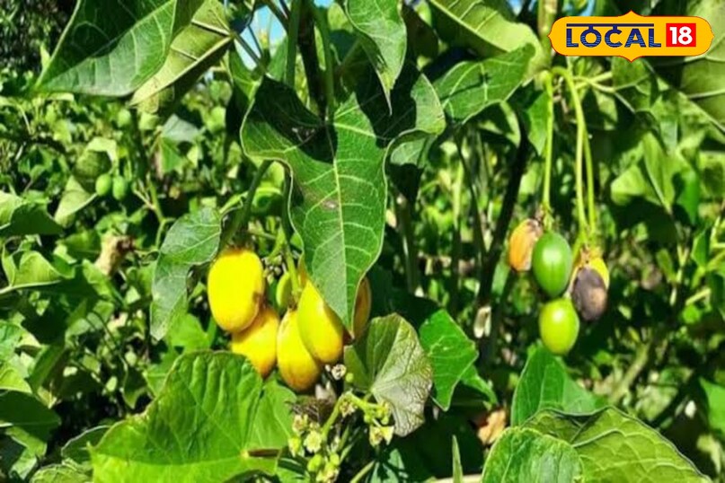 Local 18, khargone letest news, Madhya Pradesh Hindi news, Local 18, khargone letest news, Madhya Pradesh Hindi news,