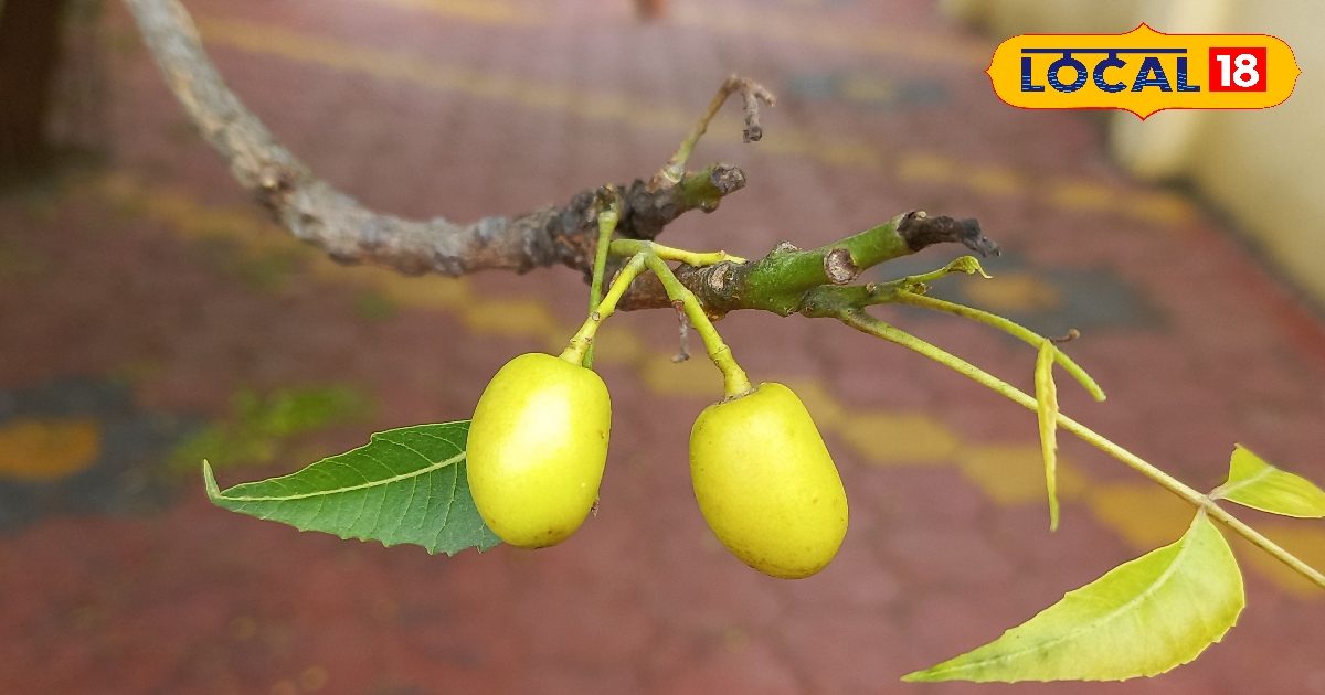 सर्वगुण संपन्न है ये पेड़,पत्ते-फल सब बीमारियों के काल,माउथअल्सर के लिए रामबाण