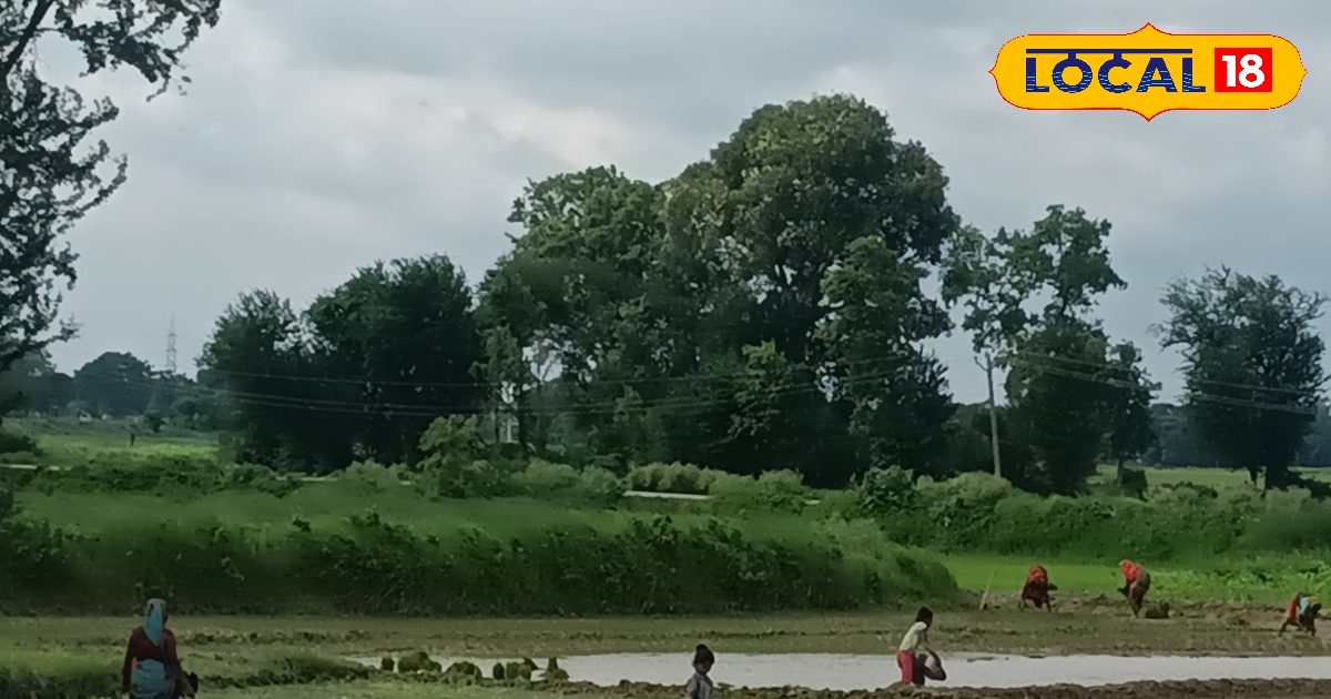 Farmers have not been able to transplant paddy yet, so know the ...