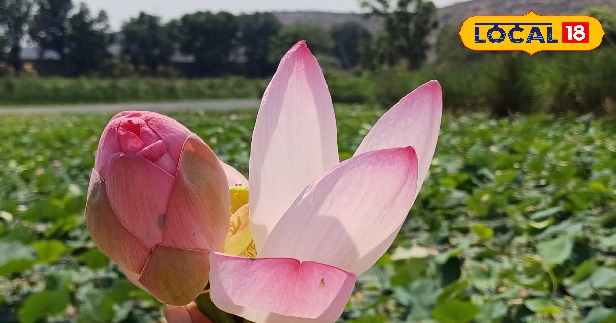 कीचड़ में खिलने वाला यह फूल औषधीय गुणों की है खान, खांसी..लीवर के लिए रामबाण, फायदे जान यकीन नहीं कर पाएंगे आप