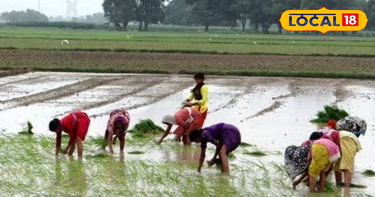 अगर अब तक किसान ने खेत में नहीं है धान की खेती, तो अपनाएं ये विधि