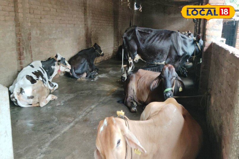 गौ पालन
