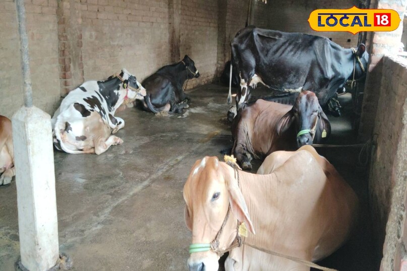 गौ पालन