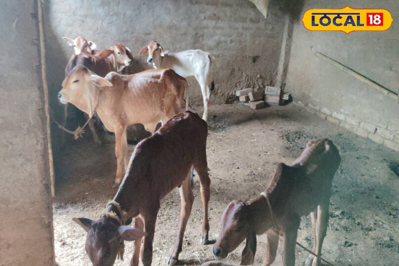 गौ पालन