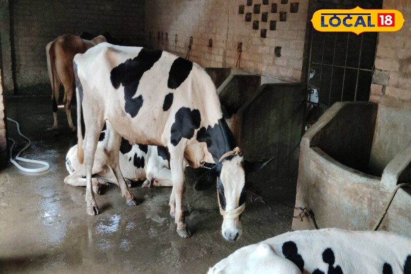 गौ पालन