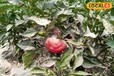 इस लाल रंग की इस सब्जी ने बदल दी किसान की किस्मत, हर फसल पर हो रहा 1.5 से 2 लाख मुनाफा