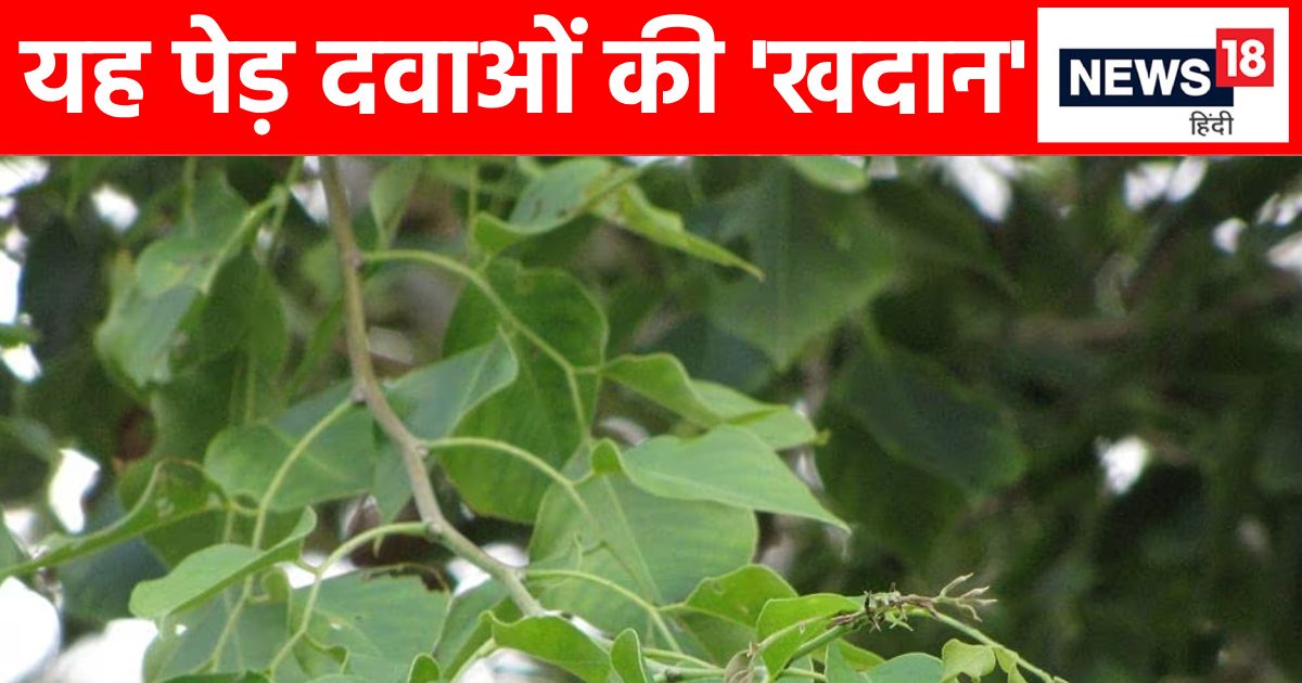 खेतों के आसपास मिलने वाला यह पेड़ दवाओं का भंडार, पत्ते-पत्ते में छिपे औषधीय गुण !