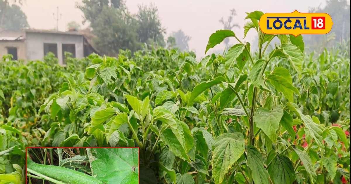 ये है दोगुना कमाई का तरीका!..इस तरह करें इन फसलों की खेती, होगी बंपर इनकम