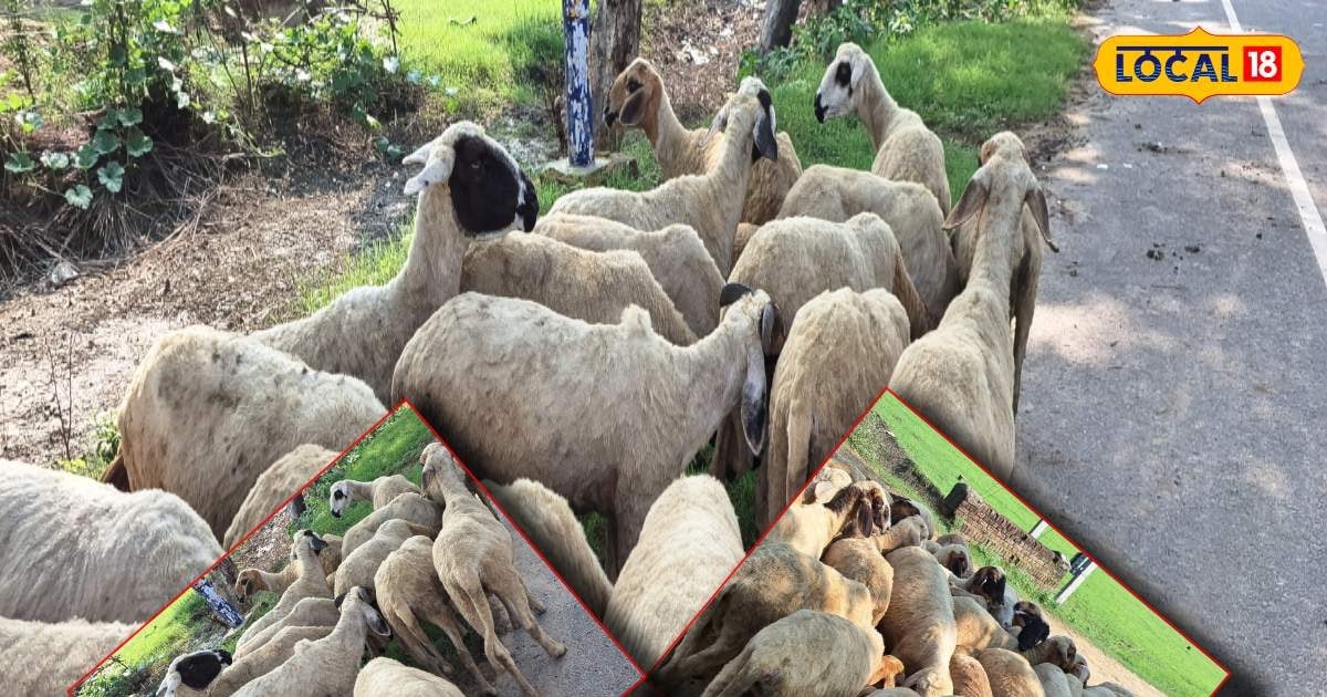 How To Start Sheep farming in just one lakh rupees to earn heavy how-to-start-sheep-farming-in-just-one-lakh-rupees-to-earn-heavy