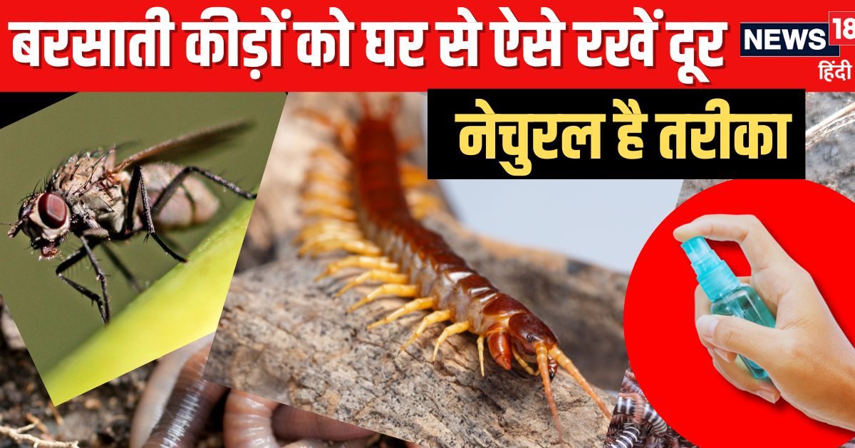 Monsoon Red Insect तेज बारिश के बाद घर में घुस आए केंचुए और कनखजूरे? कीड़े-मकोड़ों को 5 ...