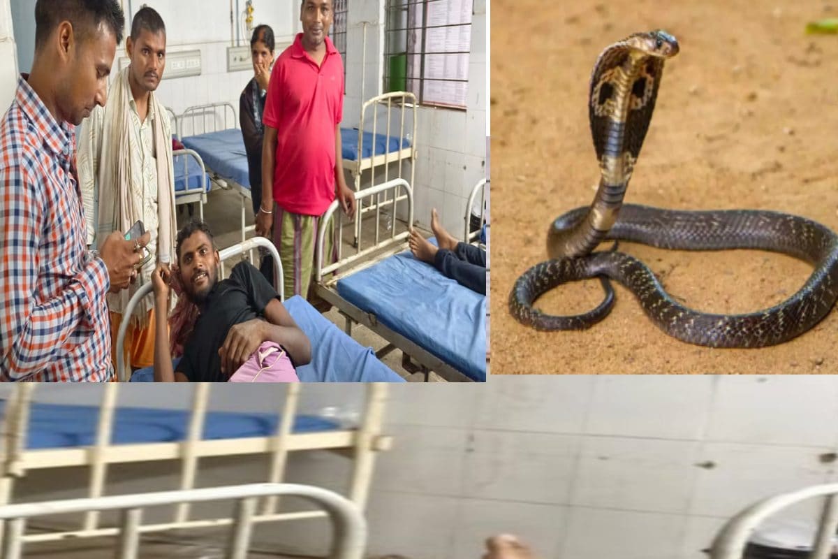 सांप ने डसा, गुस्साए युवक ने पलटकर सर्प को दो बार काटा, फिर जो हुआ...