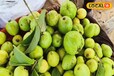 Guava Cultivation: लाजवाब है ये वीएनार बीही अमरूद, 1 किलो का है एक फल, किसानों के लिए फायदेमंद है इसकी खेती