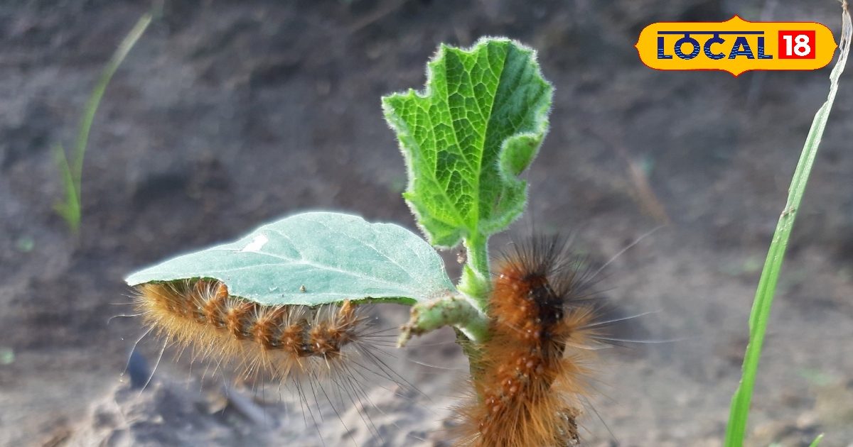 Bharwad Insect बारिश खुशहाली के साथ परेशानी लायी, फसलों पर कीट का हमला, विशेषज्ञ बता ...